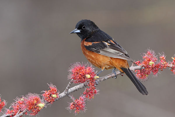 Orchard Oriole © Russ Chantler